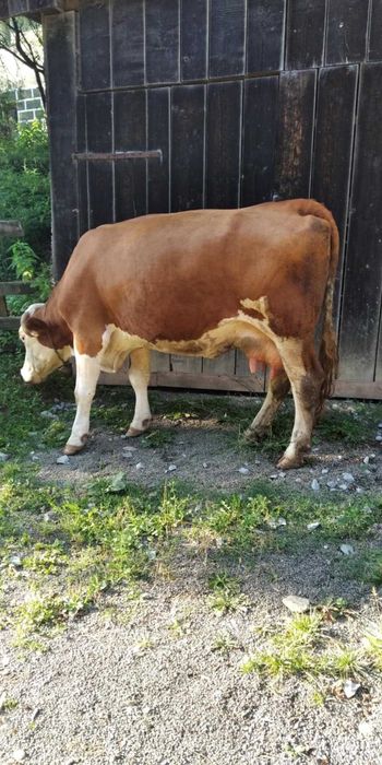 Vaca de vânzare Baia de Aries