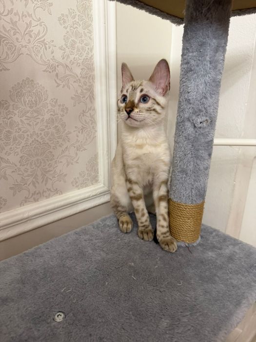 Кошка породы Бенгал