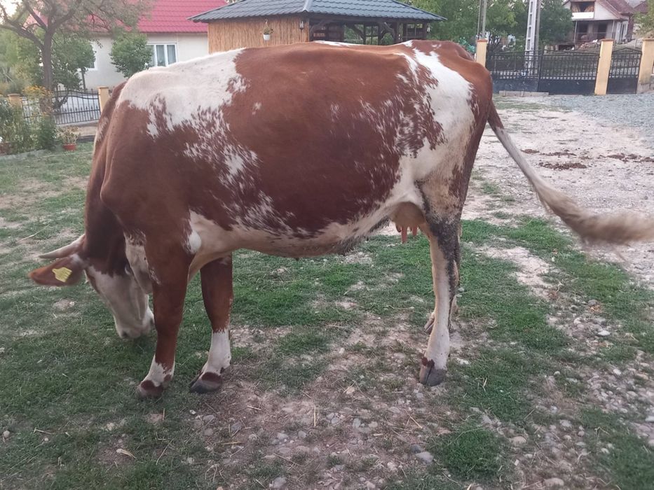 Se vinde vacă bălțată