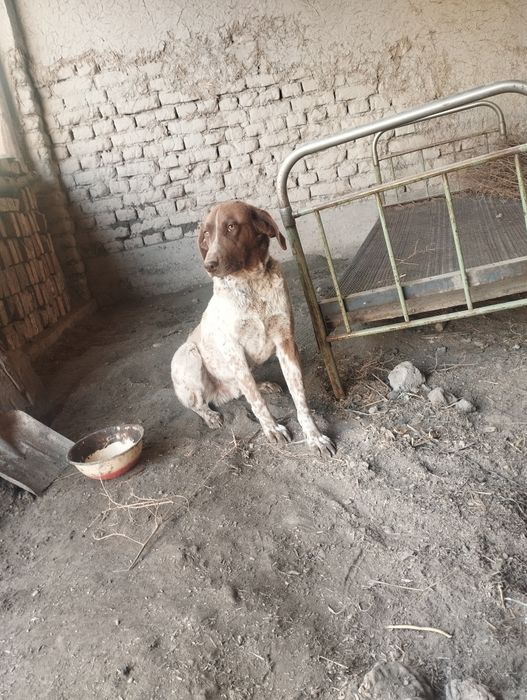 Kursixar zottor kuchuk