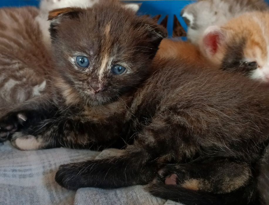 Отдам котят в добрые руки