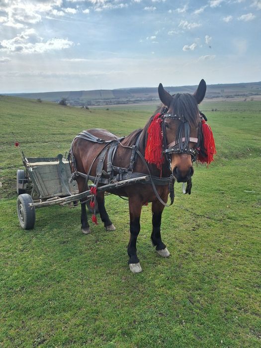 De vânzare  iapă de 7 ani