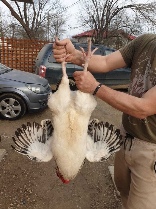 Pasare de curte găină și cocos