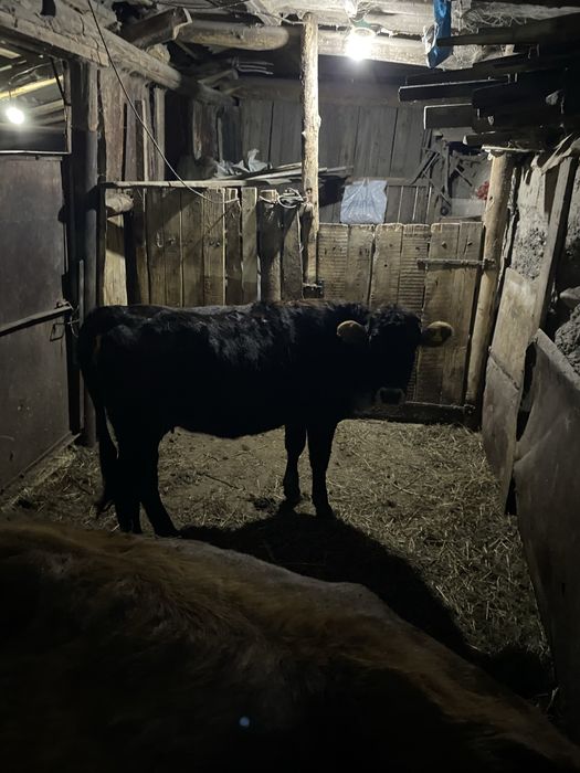 Прдается перва телка