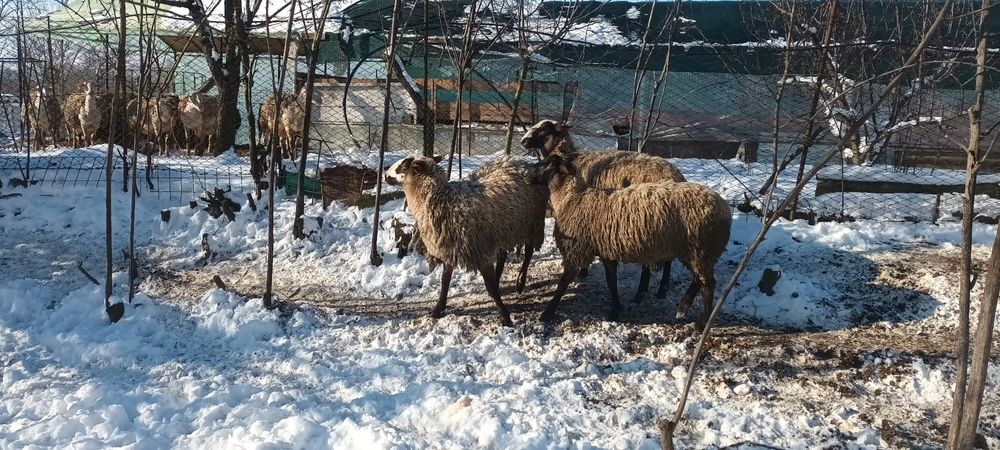 Mielute Lacaune-carabas