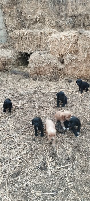 Спаниель шенкий 1 месяц