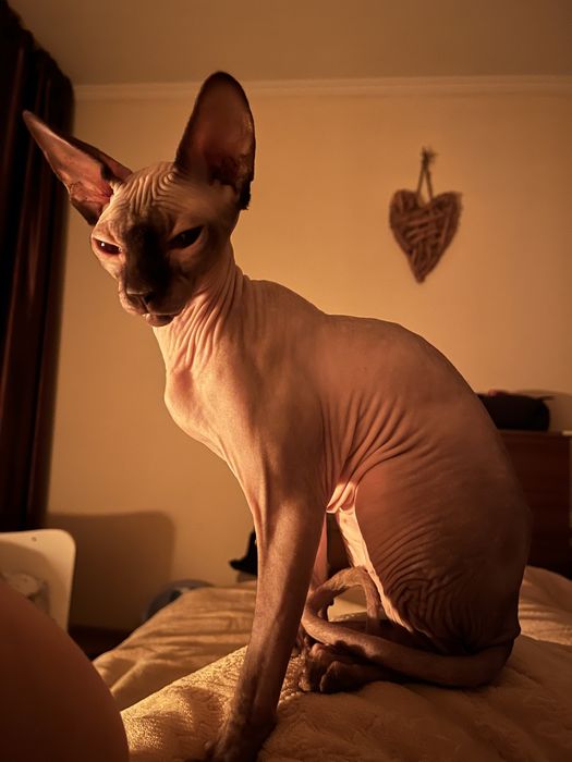 Котка сфинкс женска