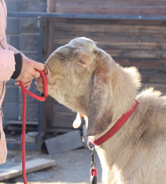 Продам козлика 50% Камори