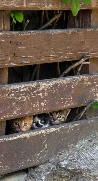 Малки котенца безплатно за грижовни стопани