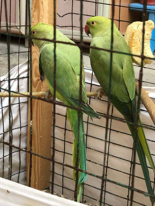 Ajrella popugay to’tiqush