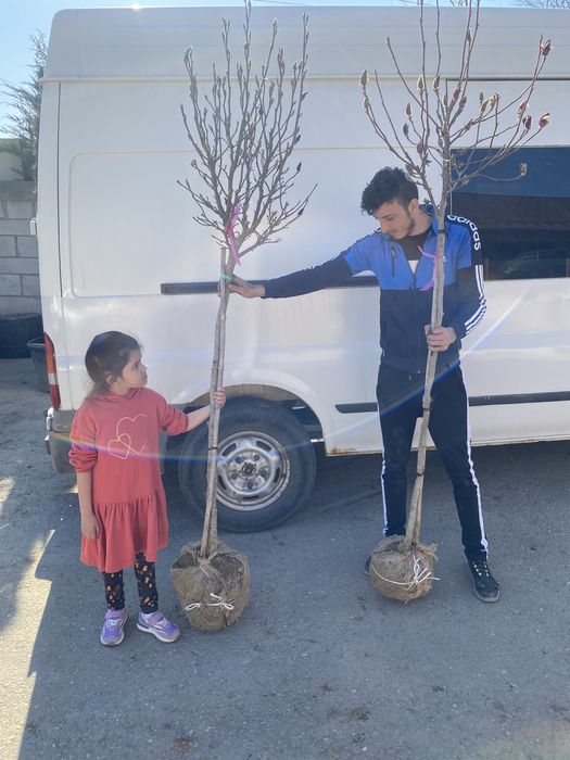 Vand magnolia copac pom mov roz