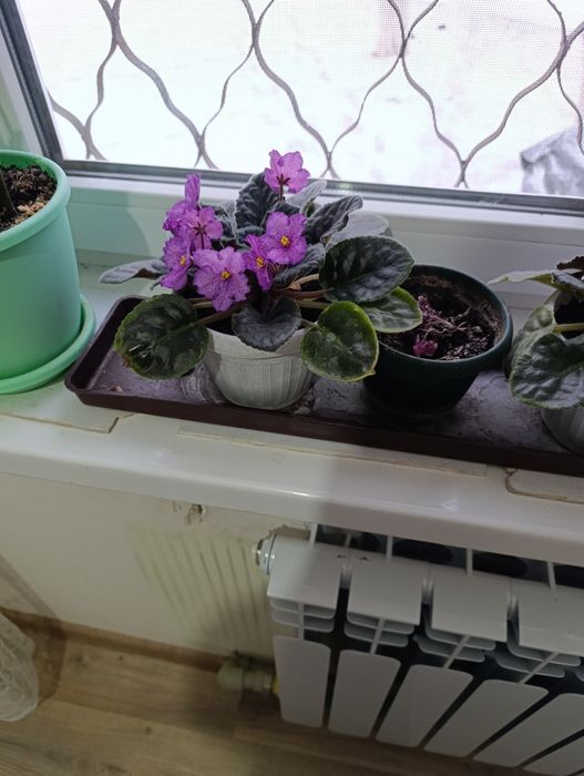 Продам цветы фиалки