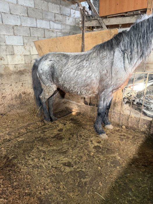 Жақсы жылқылар семіз