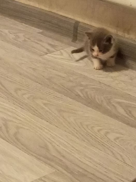 Котенок домашний 500!