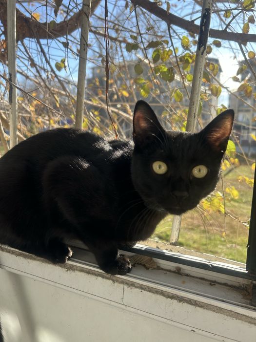 В добрые руки кота