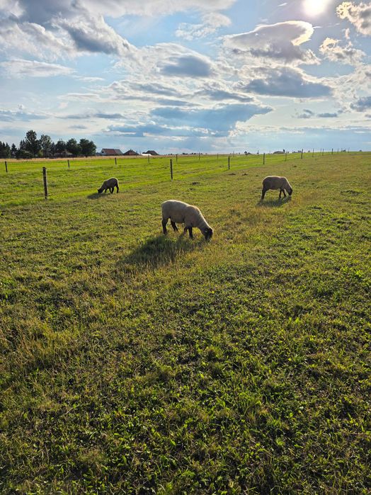 De vânzare miorițe (mieluțe) Suffolk
