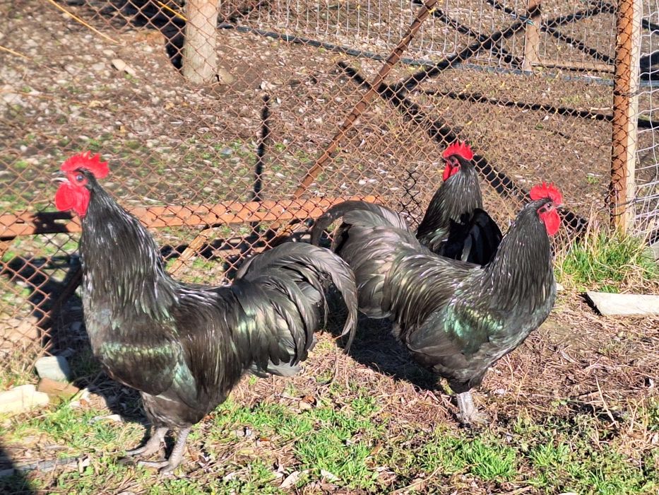 Cocosi australorp
