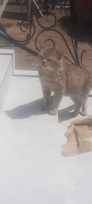 Отдам кота бесплатно