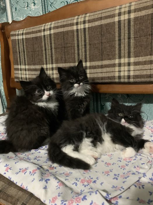 Отдаю котят в добрые руки!!!