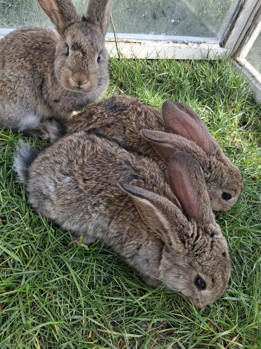 Iepurași de vânzare