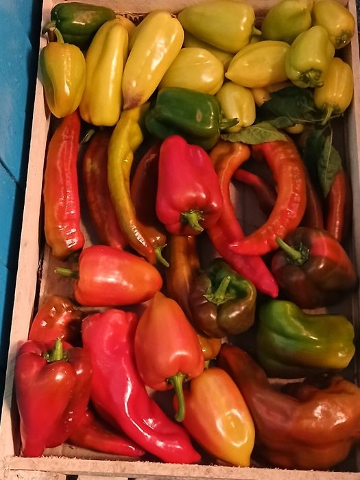 Сад огород ,продам перец
