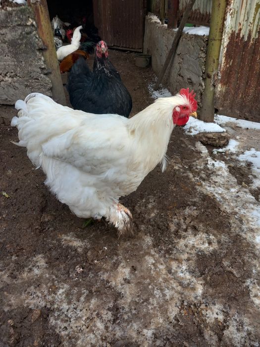 Петли за продажба