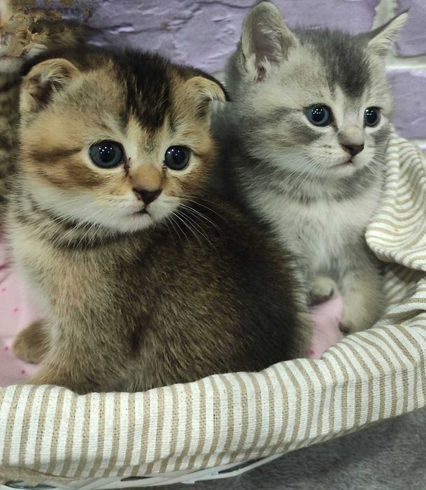 Шотландские котята