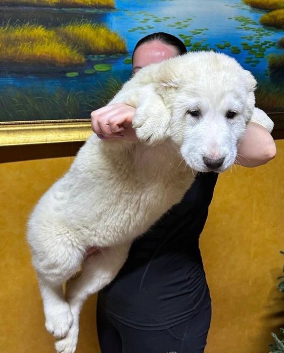 Шикарные кобели САО