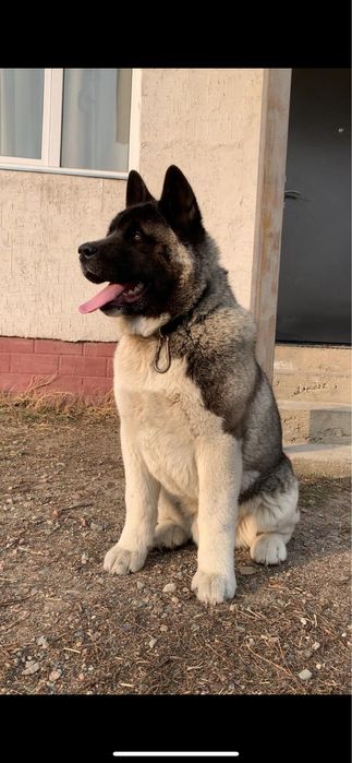 Вязка с Американской акитой