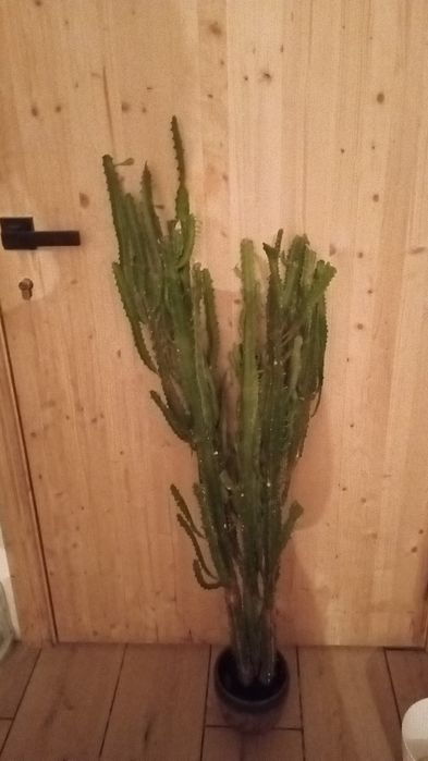 Цветок бесплатно