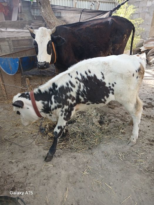 SIGIR bolasi gunojin