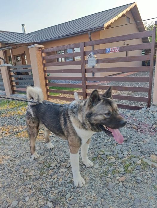 Done caine Akita American