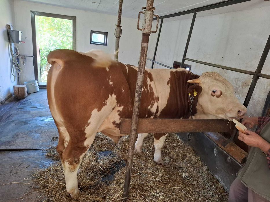 Vand Taur 600 Kg