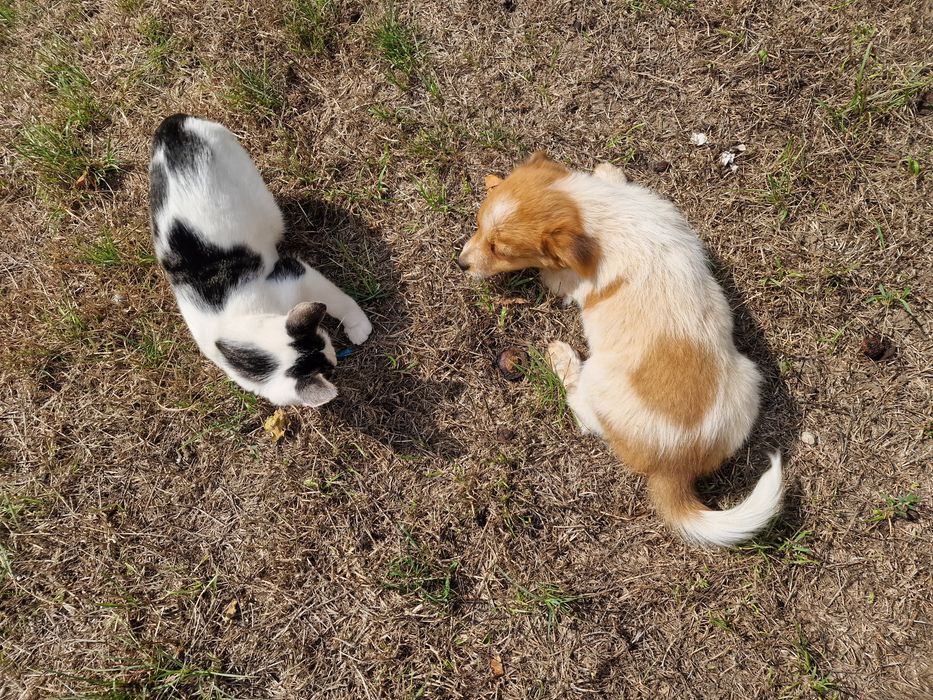 SPRE ADOPȚIE – Cățelușă de talie mică