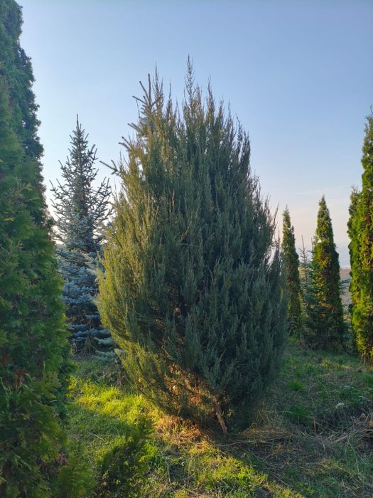Пихта,сербская ель ,голубая ель