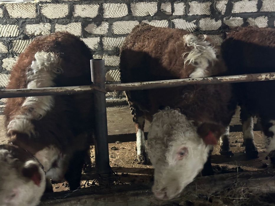 Бука сатылады аткорм