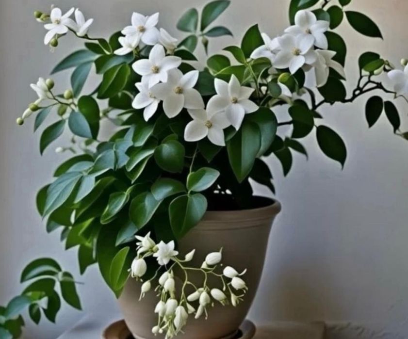 Комнатные растения