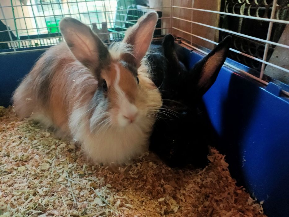 Iepurași drăgălași