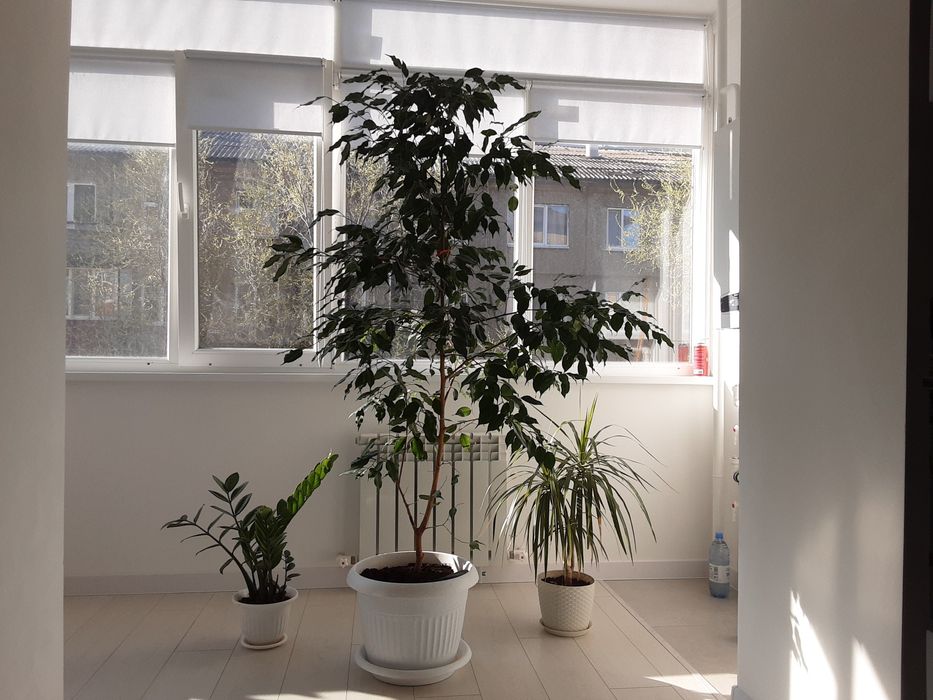 Комнатные растения