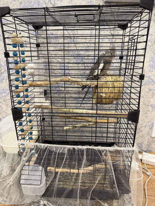 Попугай Корелла безщёкая