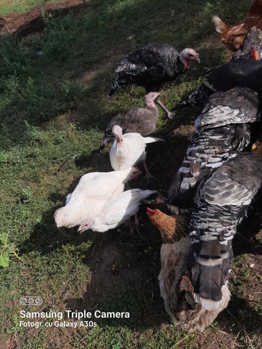 Vand curcani din primăvara