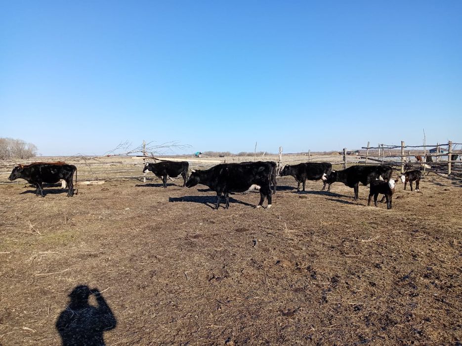 Корова с телёнком