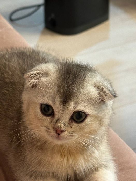 Вислоухие скоттиш фолд