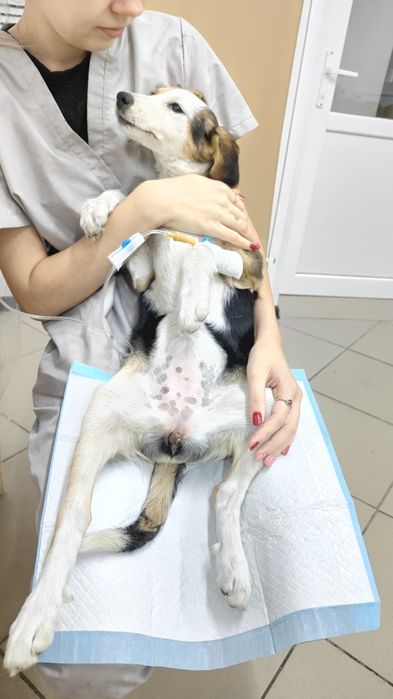 Ветеринарный врач с выездом на дом