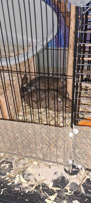 Veverite degu diferite varste