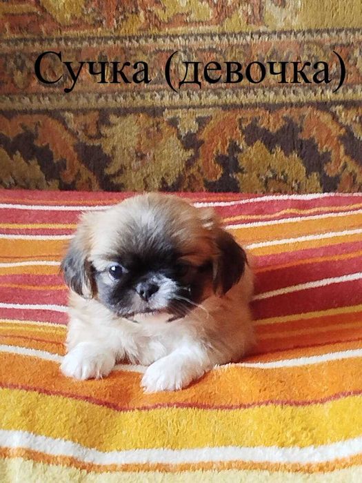 Продам щенков "Пекинесиков"