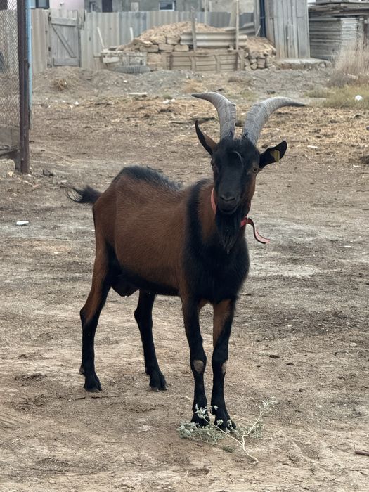 Альпи чех  теке.