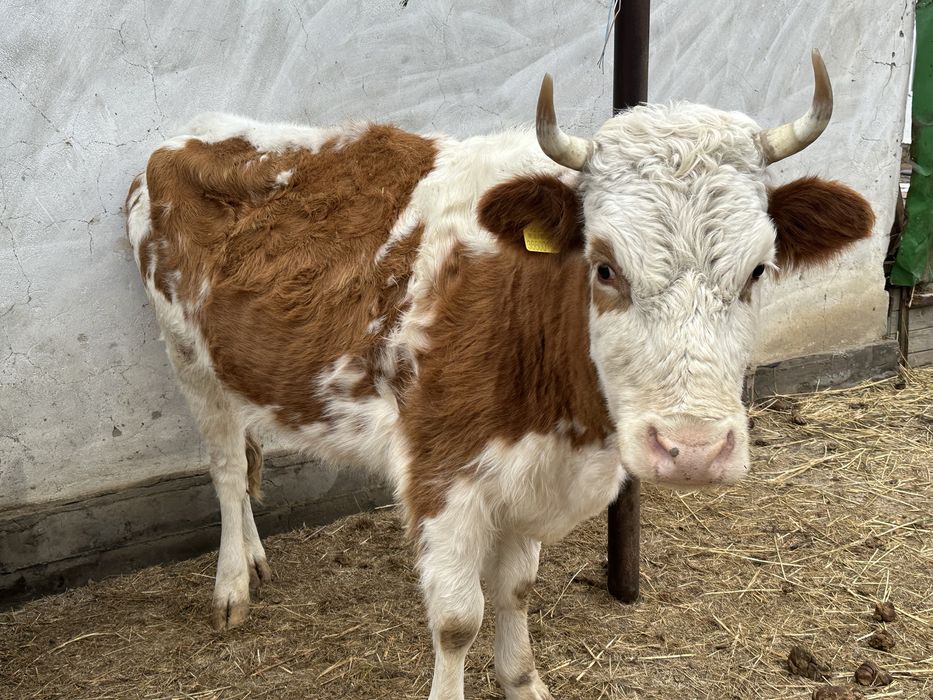 Тез арада сауда бар