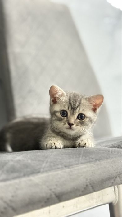 Продаются шотландские котята