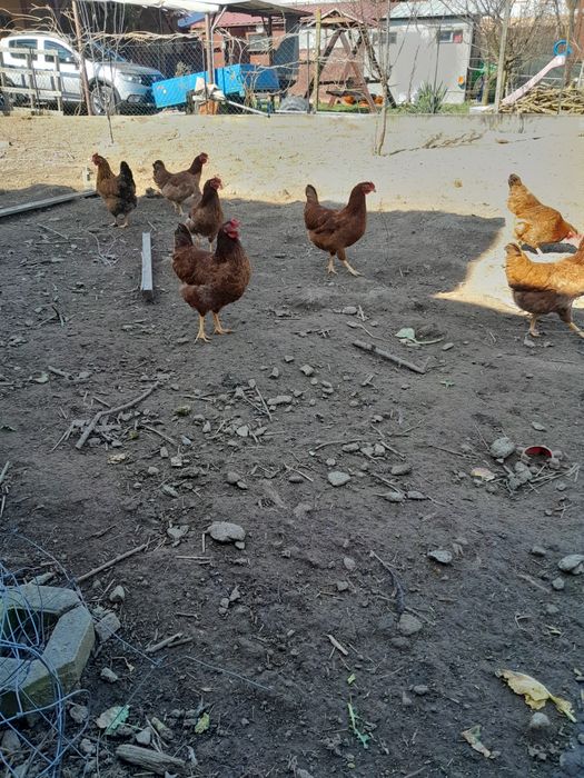 Oua de găină 1,50lei